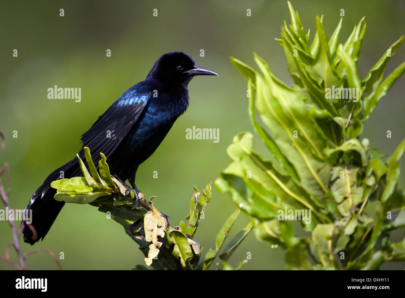 Boot-angebundene Grackle (männlich) - Wakodahatchee Feuchtgebiete - Delray Beach, Florida USA Stockfoto