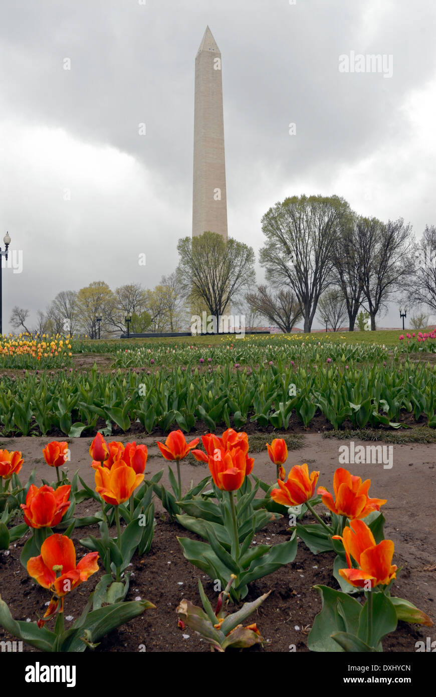 Washington Monument im Frühling in Washington, DC, USA. Stockfoto