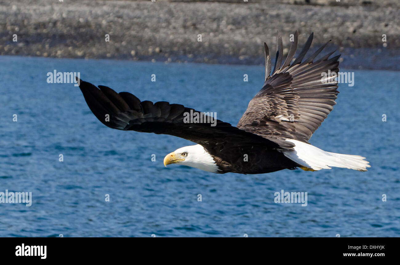 Juneau, Alaska-Weißkopf-Seeadler Stockfoto