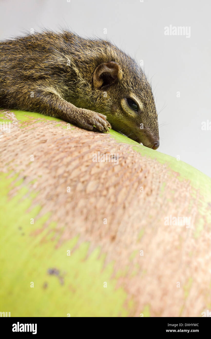 Gemeinsame Treeshrew oder südlichen Treeshrew (Modellorganismus Glis) Stockfoto