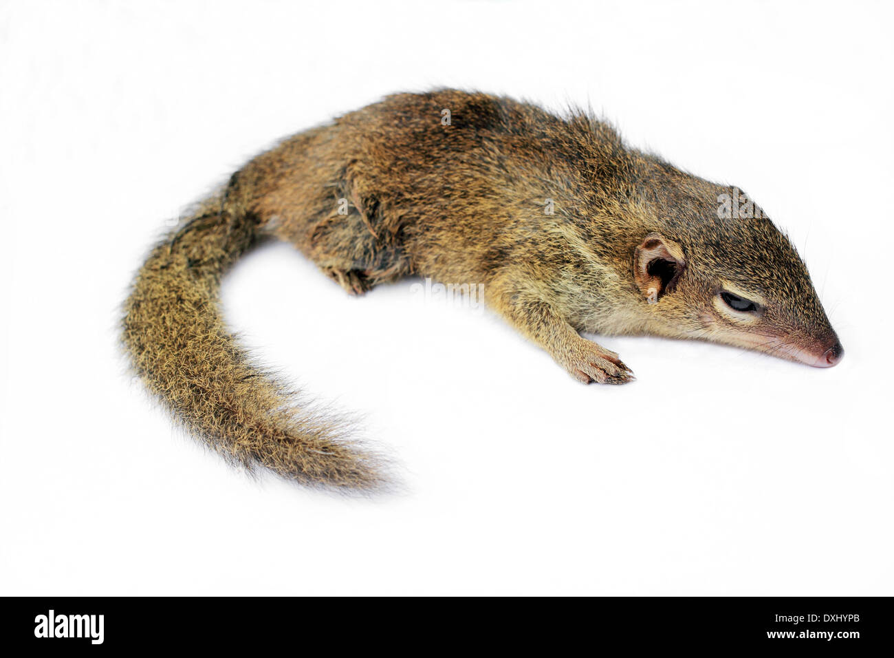 Gemeinsame Treeshrew oder südlichen Treeshrew (Modellorganismus Glis) Stockfoto