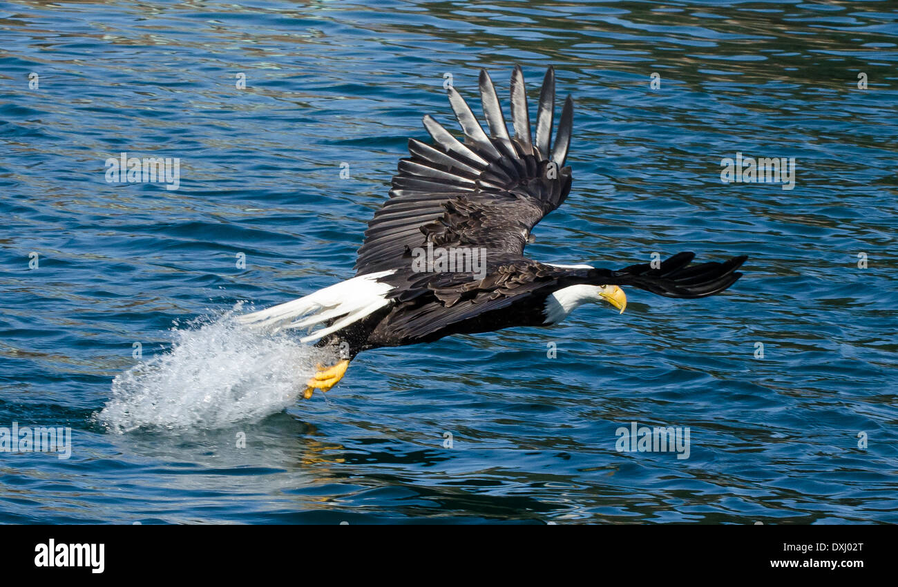 Alaska Juneau Weißkopfseeadler nur greifen Fische aus dem Wasser Stockfoto