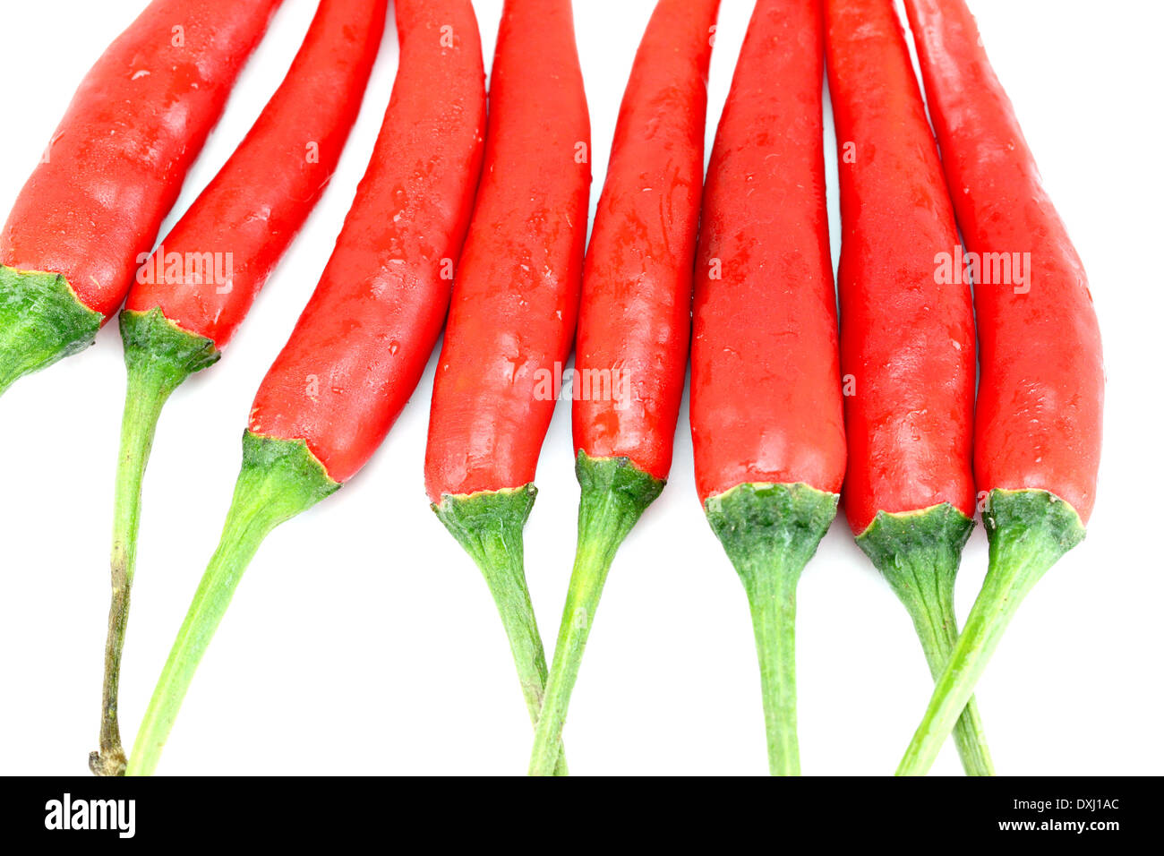 Rote Chili-Pfeffer für Hintergrund. Stockfoto