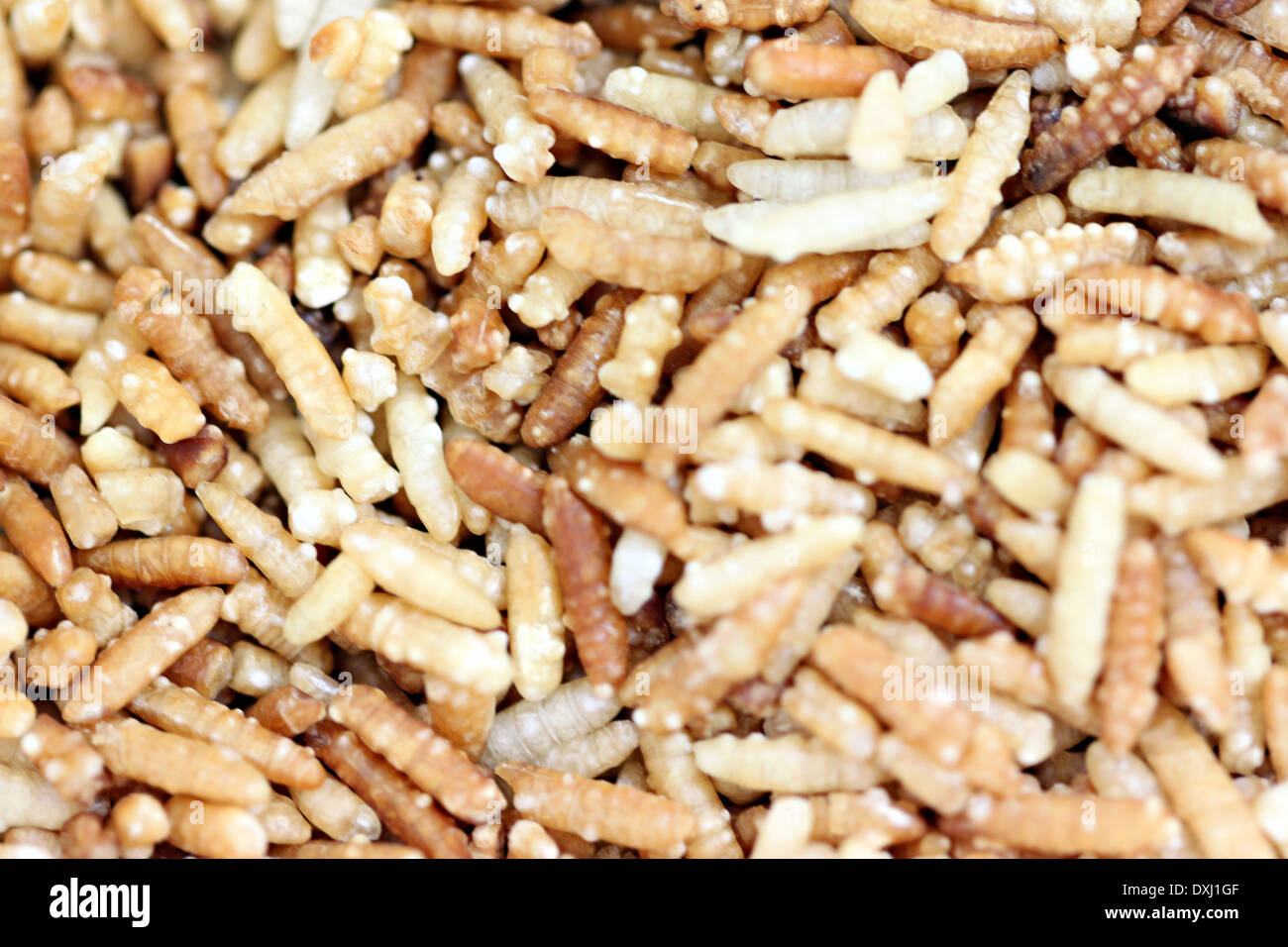 Closeup Reiskorn durch den Ofen zu heizen für Lebensmittel. Stockfoto