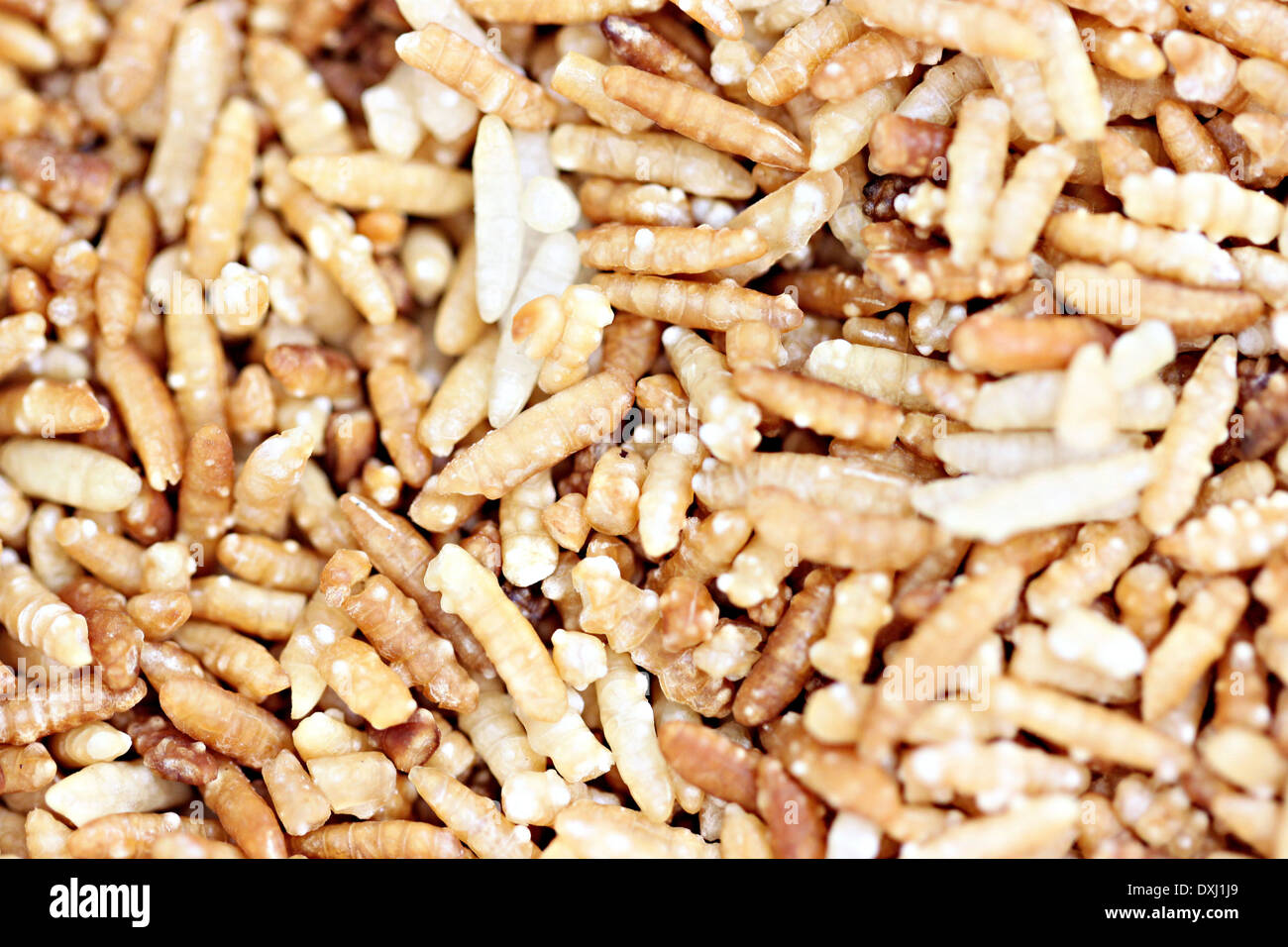 Closeup Reiskorn durch den Ofen zu heizen für Lebensmittel. Stockfoto