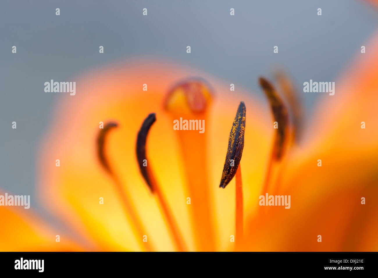 Blüte der Lilie - wenig Tiefenschärfe Stockfoto