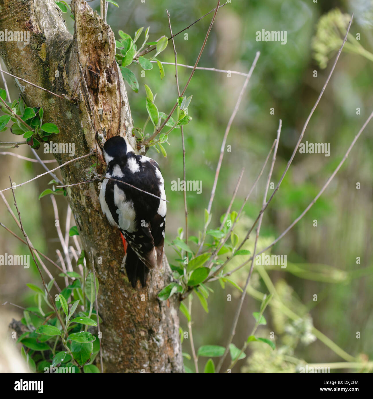 Hintere Ansicht von weiblichen Great Spotted Woodpecker Dendrocopos großen Lagerung von Lebensmitteln Stockfoto