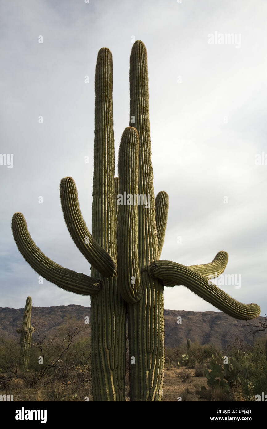 Saguaro-Kaktus Stockfoto