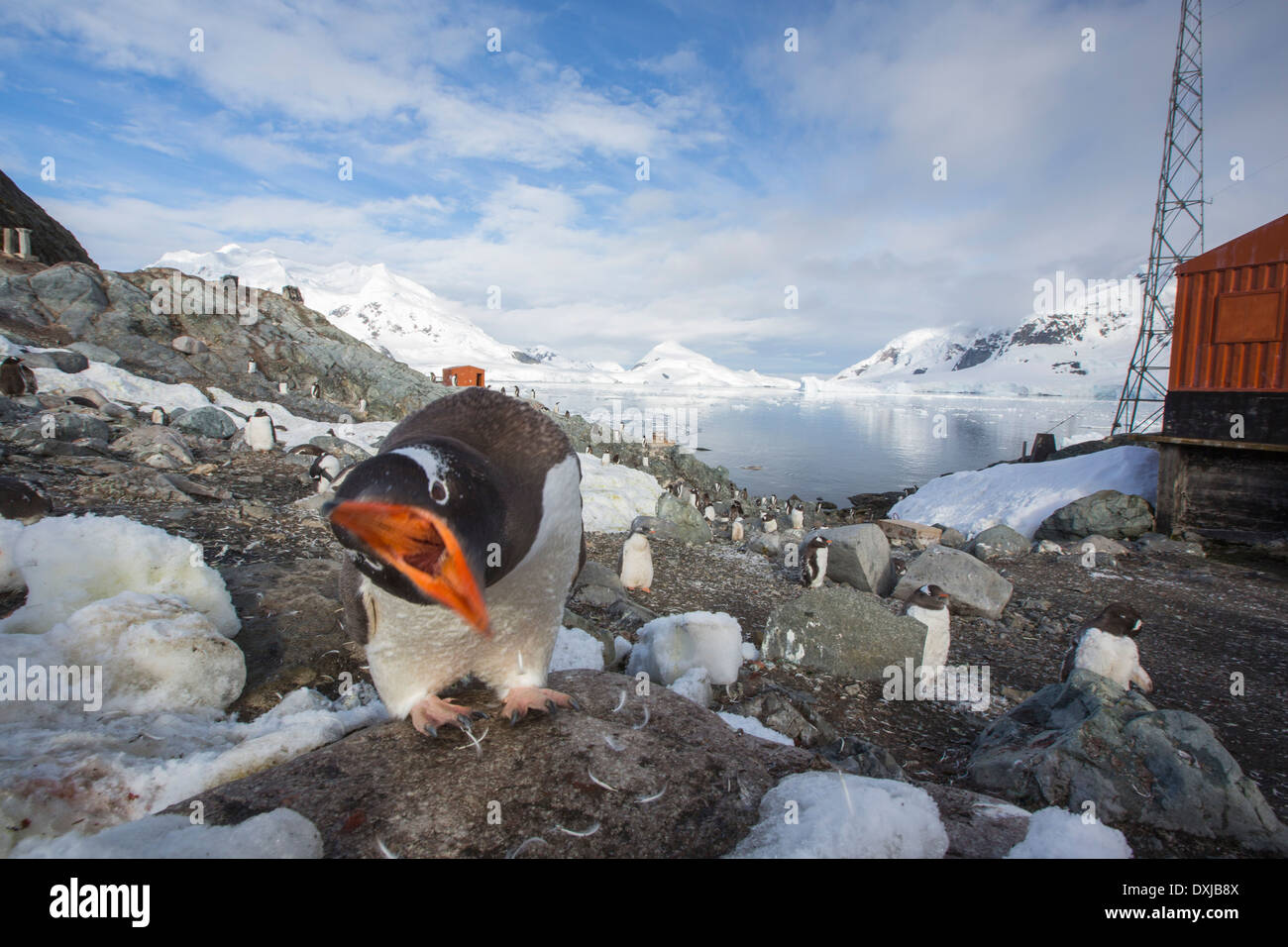 Gentoo Penguins unter atemberaubende Küstenlandschaft in Paradise Bay von Graham Land auf der antarktischen Halbinsel. Stockfoto