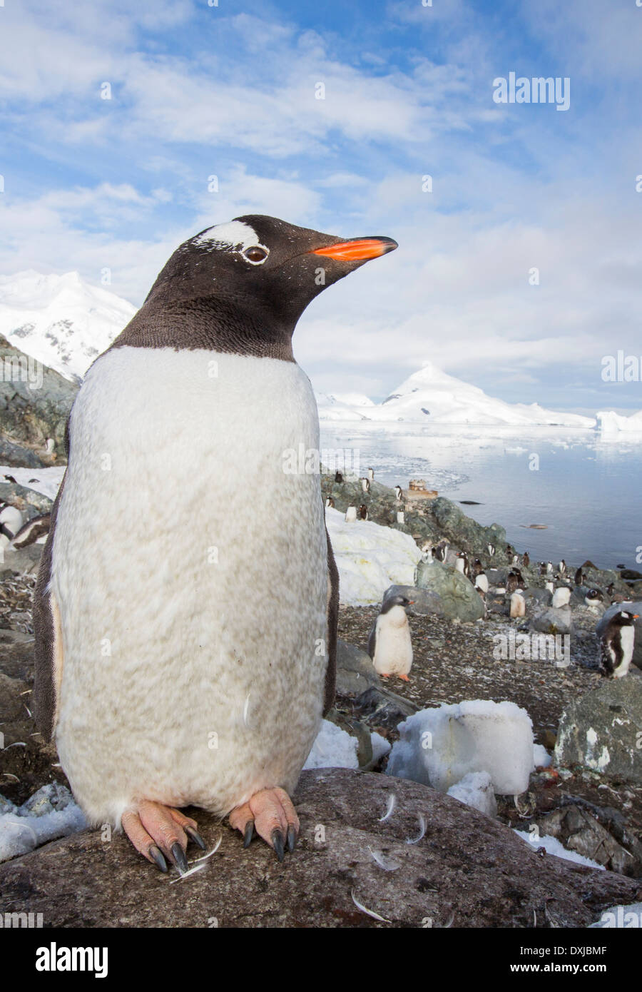Gentoo Penguins unter atemberaubende Küstenlandschaft in Paradise Bay von Graham Land auf der antarktischen Halbinsel Stockfoto