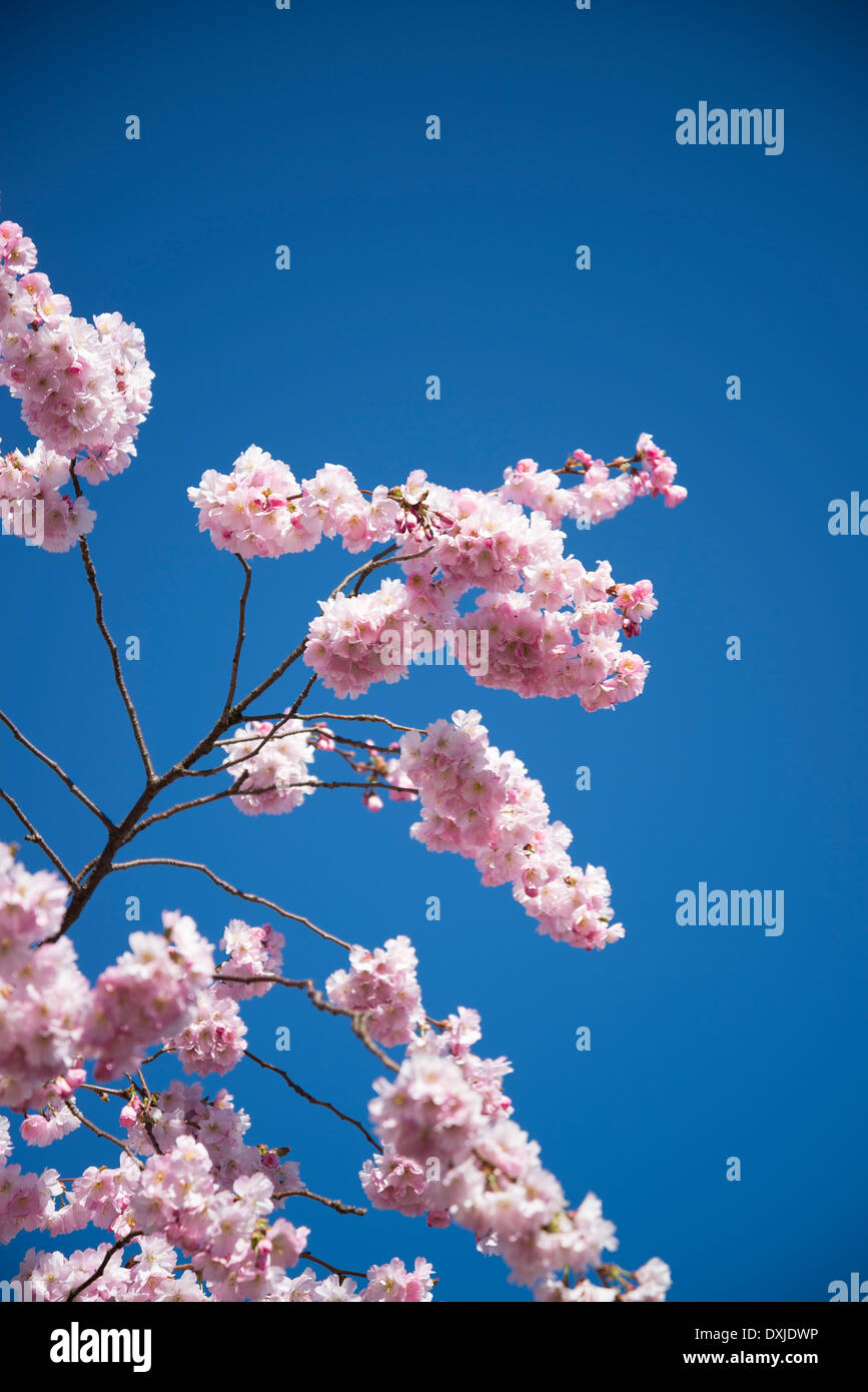 Kirschbaum in Blüte Stockfoto