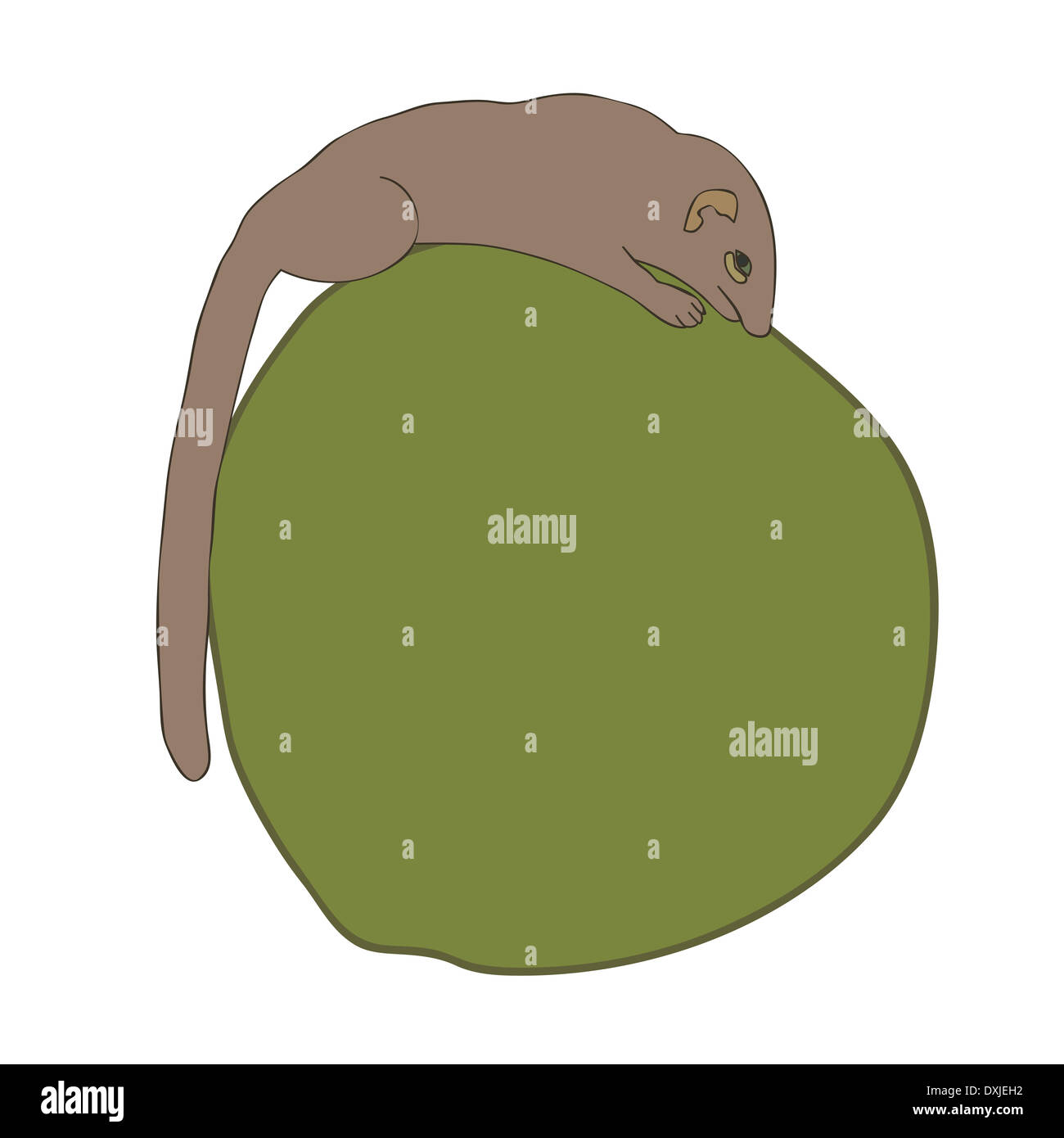 Darstellung der gemeinsamen Treeshrew oder südlichen Treeshrew (Modellorganismus Glis) Essen Kokosnuss Stockfoto