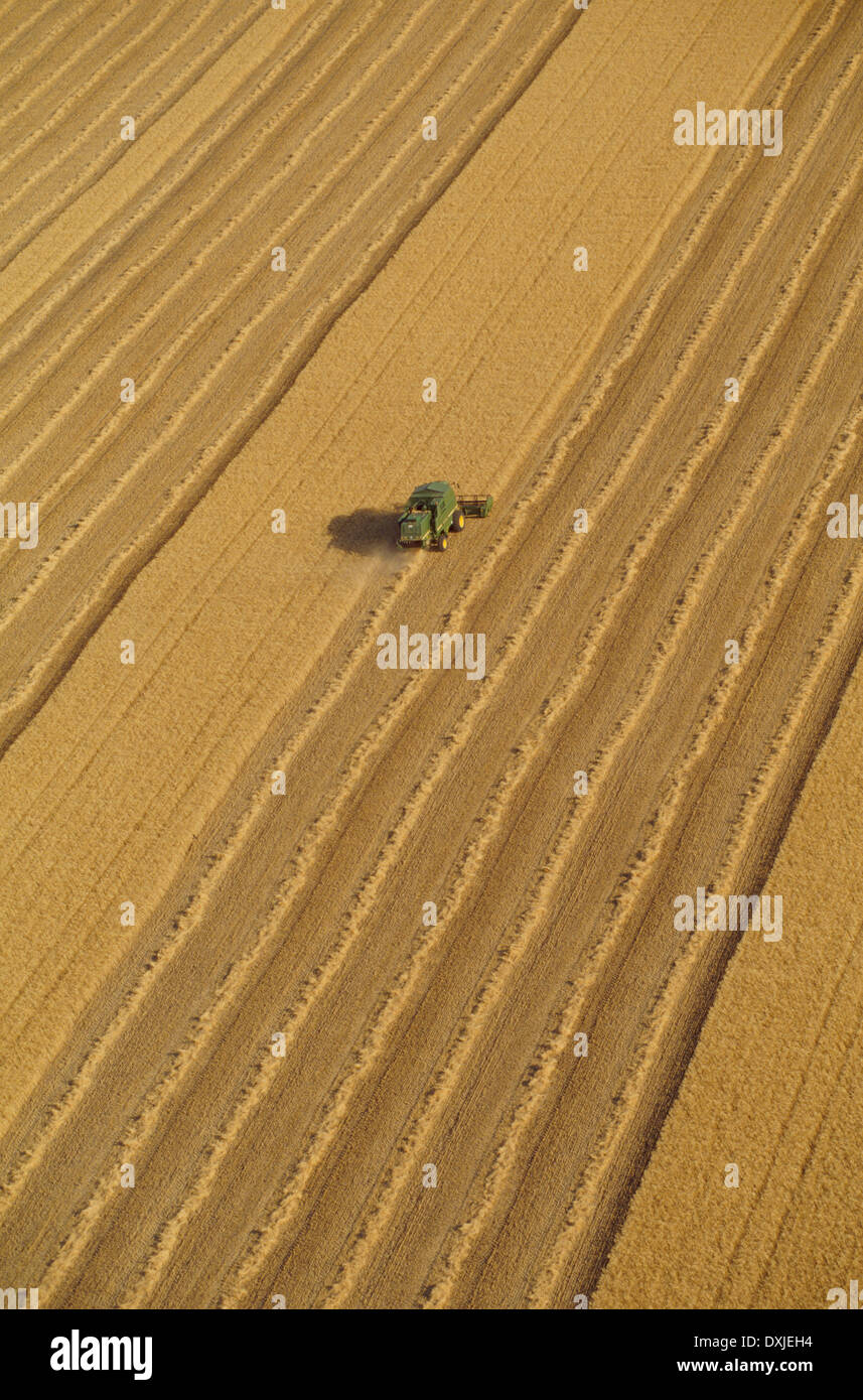 Mähdrescher in Weizen Feld Luftaufnahme Stockfoto