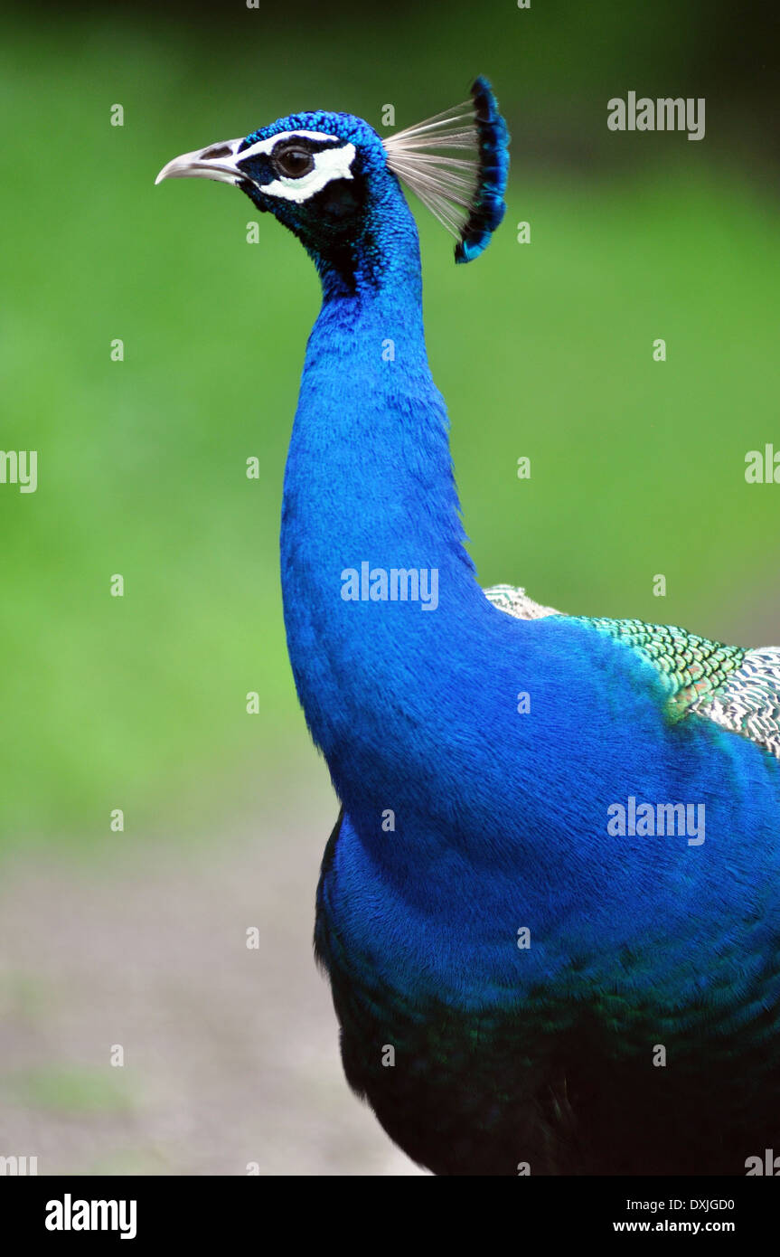 Indische Pfau, männlicher Pfau, Männchen, schöner Vogel. Schön während Moonsoon anzeigen. Stockfoto