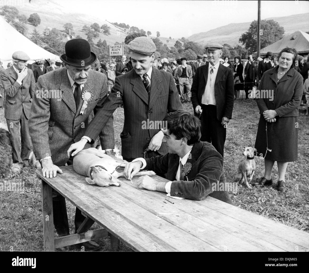 ES SOLLTE NICHT ZU EINEM TIERARZT GESCHEHEN. Stockfoto