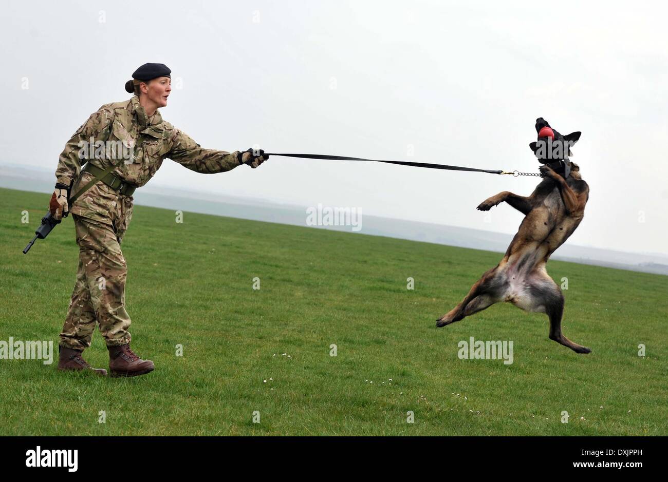 Armee-Hundeführer und Hund, Cpl Kelly Wolstencroft Hundeführer mit Tran, England, UK Stockfoto