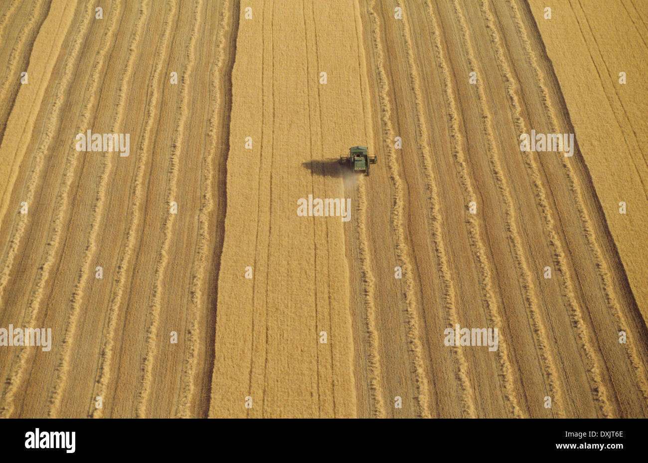 Mähdrescher in Weizen Feld Luftaufnahme Stockfoto