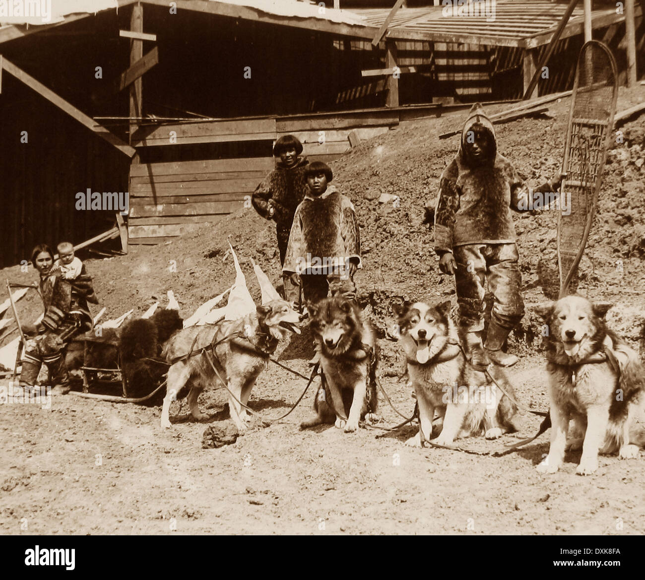 Eskimo Dog team St. Louis World Fair USA 1904 Stockfoto