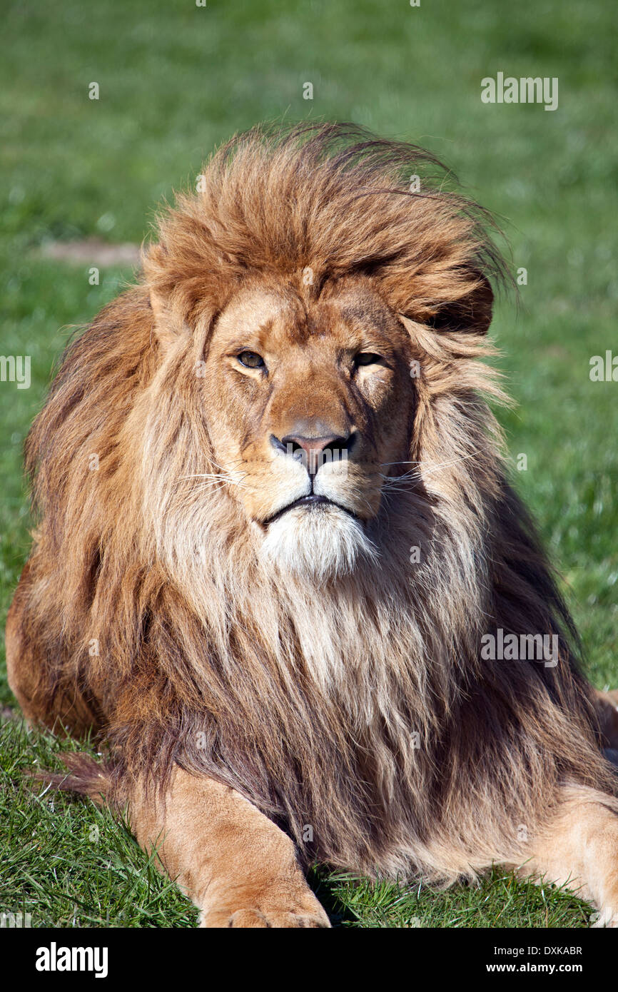 Ein Hochformat eines männlichen afrikanischen Löwen Stockfoto