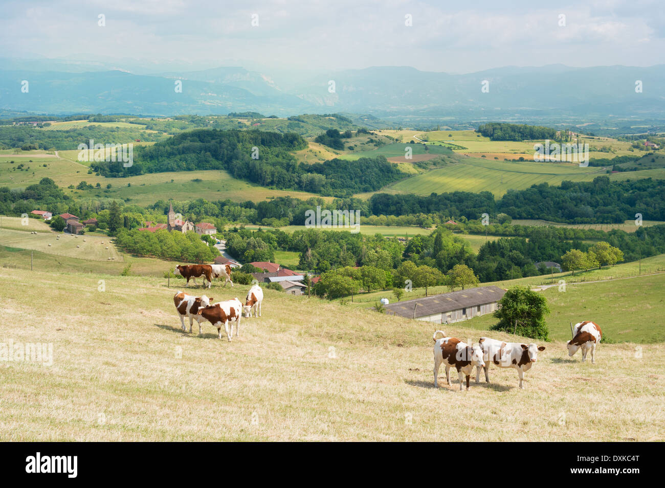 Französische Landschaft mit Hügeln und Kühe Stockfoto