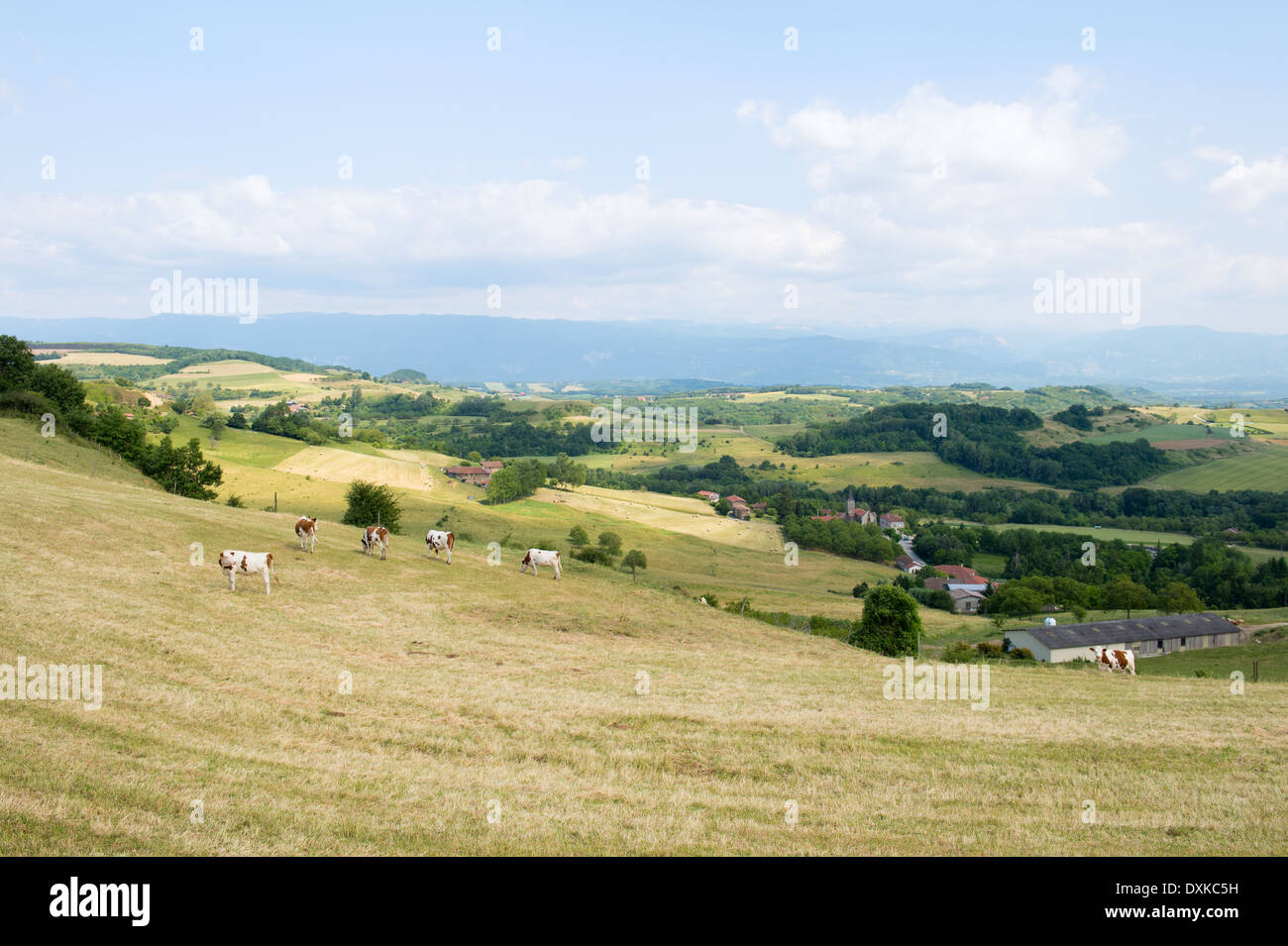 Französische Landschaft mit Hügeln und Kühe Stockfoto