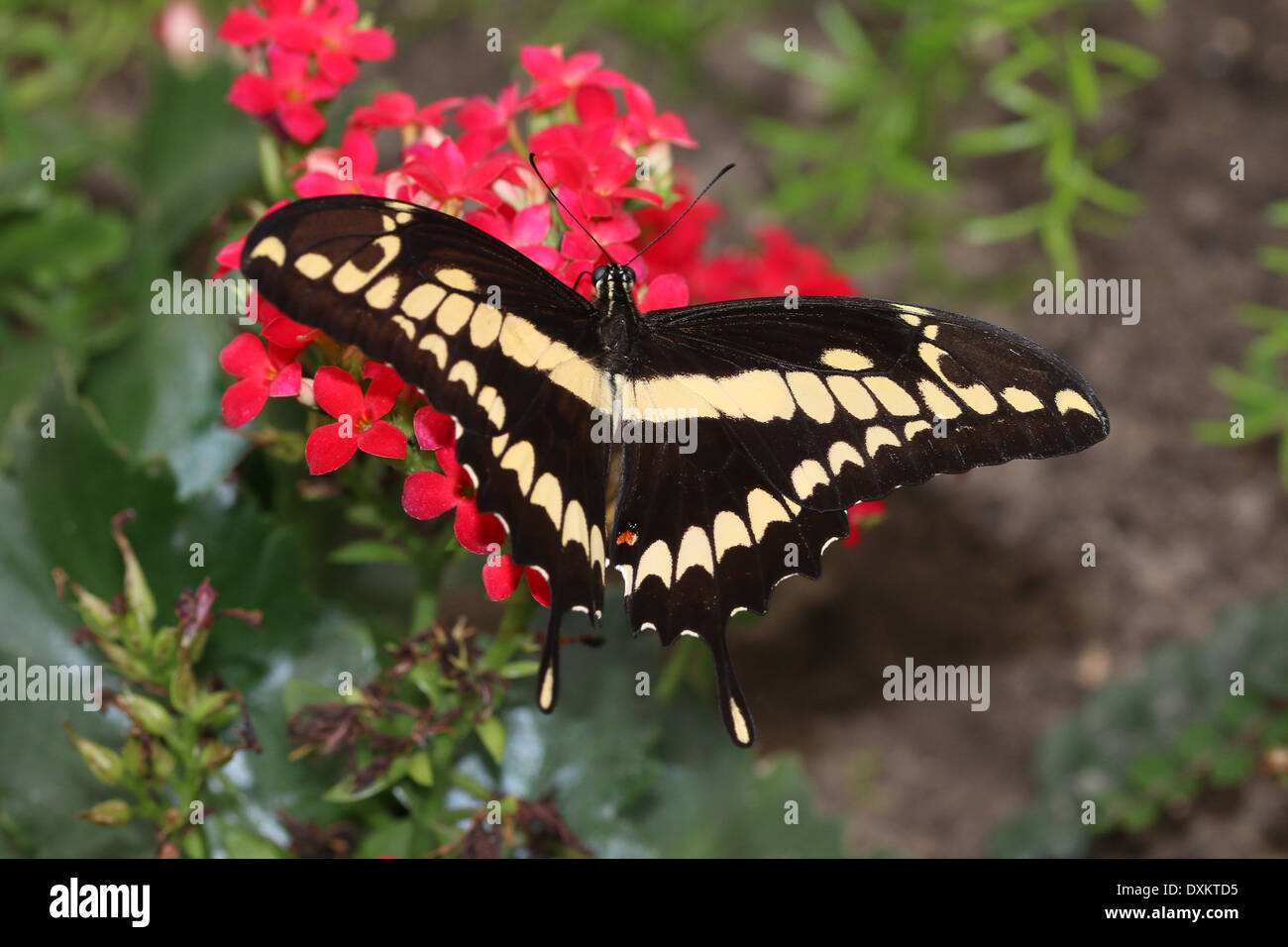 Riesige Schwalbenschwanz (Papilio Cresphontes) aka Hund Orange oder Orange Welpen Fütterung auf eine rote Blume Stockfoto