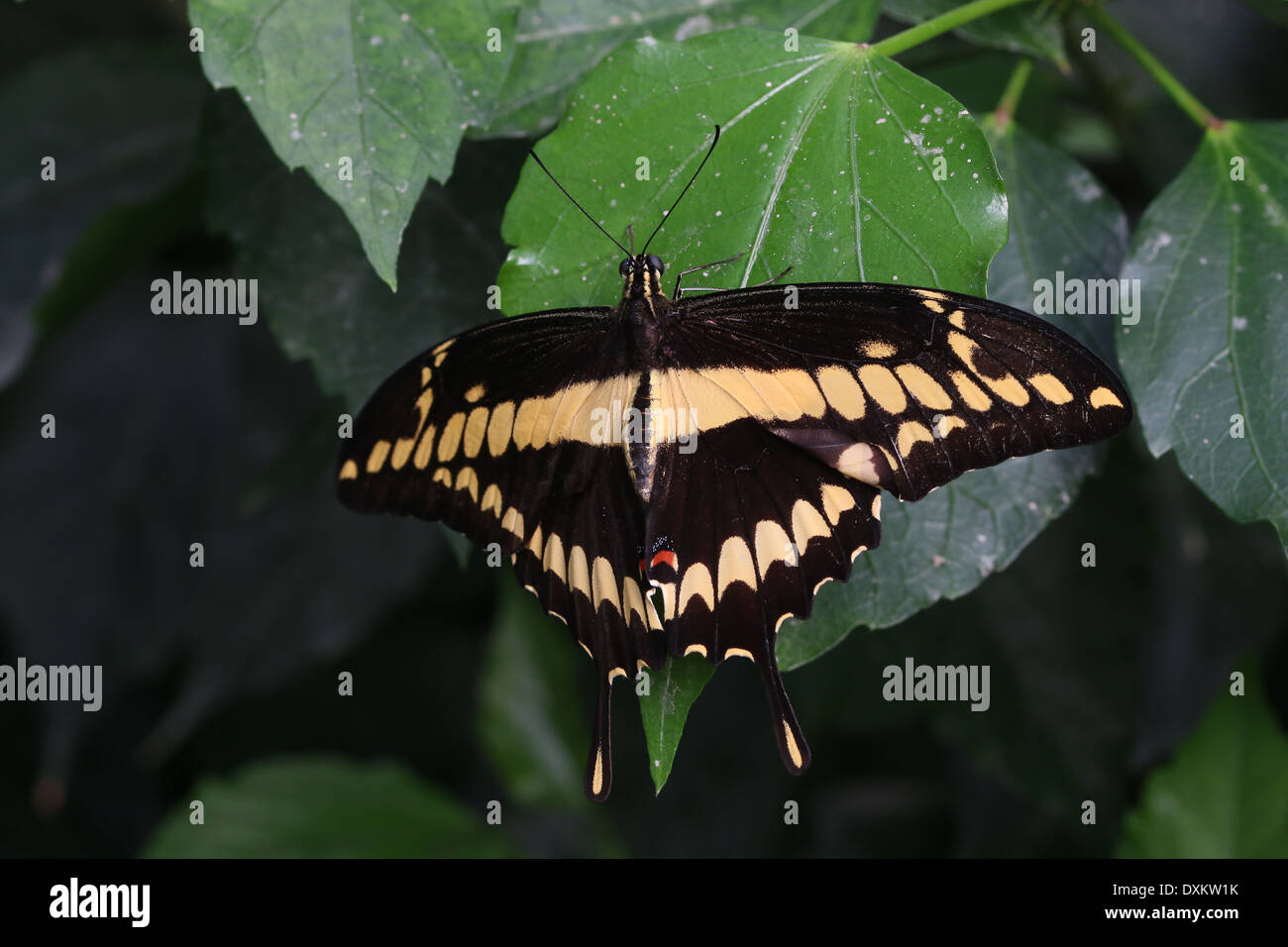 Riesige Schwalbenschwanz (Papilio Cresphontes) aka Hund Orange oder Orange-Welpen Stockfoto