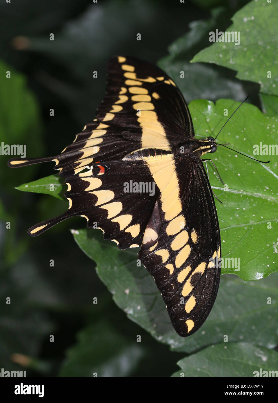 Riesige Schwalbenschwanz (Papilio Cresphontes) aka Hund Orange oder Orange-Welpen Stockfoto