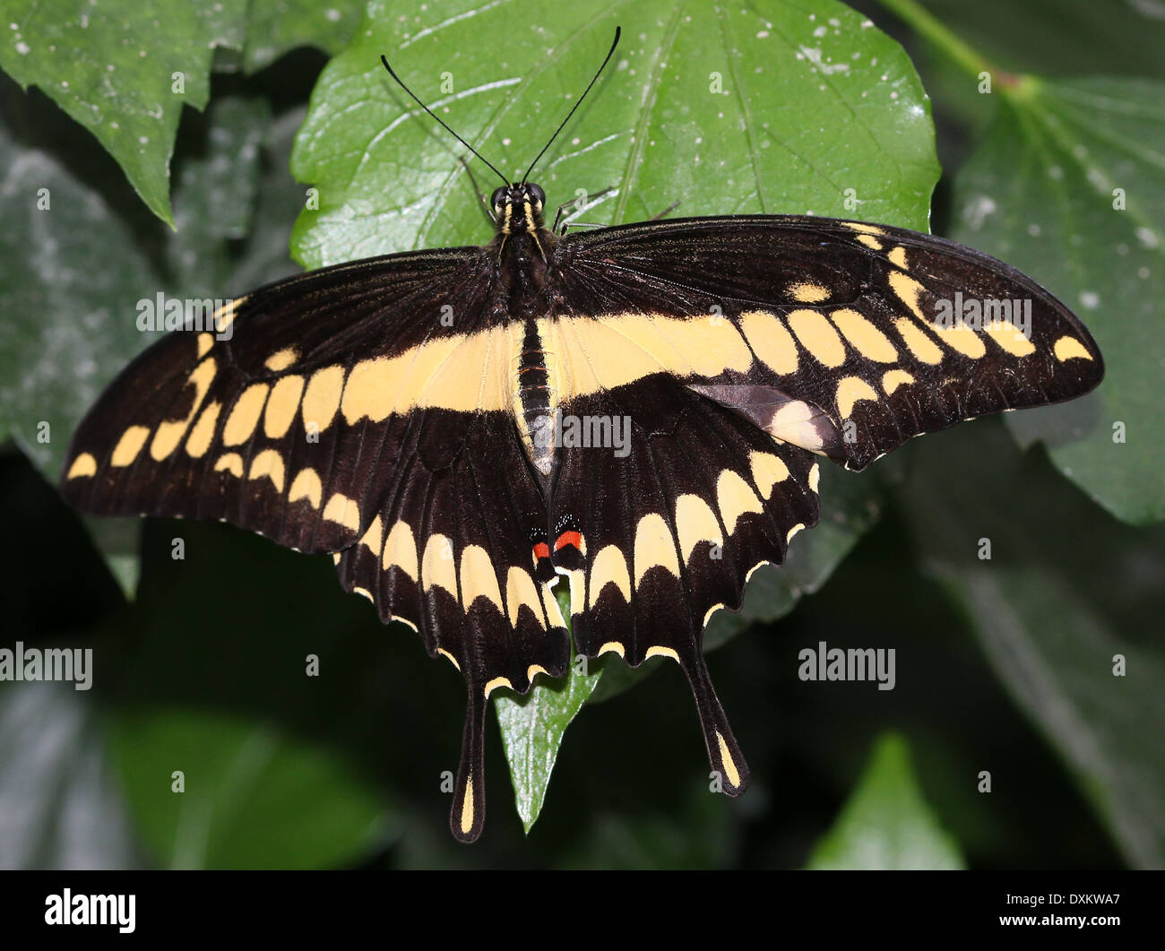 Riesige Schwalbenschwanz (Papilio Cresphontes) aka Hund Orange oder Orange-Welpen Stockfoto