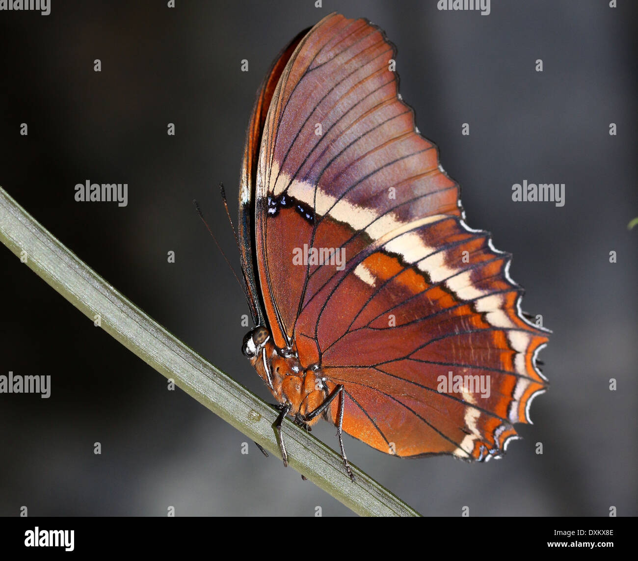 Nahaufnahme einer Rusty-bestückte Seite (Siproeta Epaphus) aka Black und Tan Schmetterling oder braun Siproeta Stockfoto