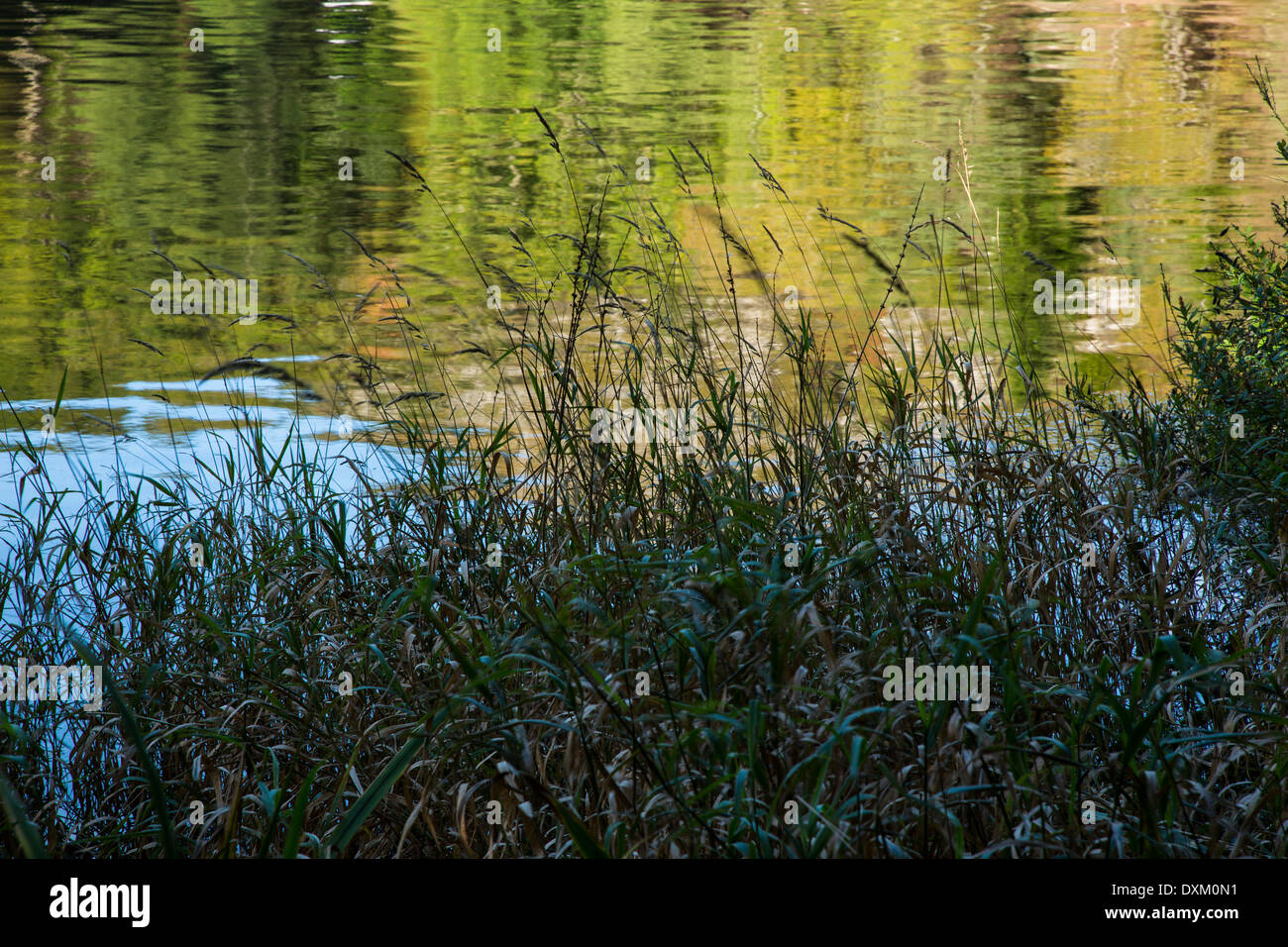 Schilf und Wasser, Fluß Shiel, Ardnamurchan, Schottland Stockfoto