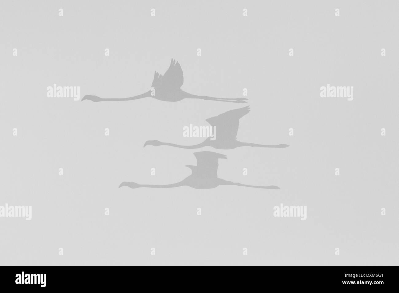 Rosaflamingos (Phoenicopterus) im Nebel fliegen. Stockfoto