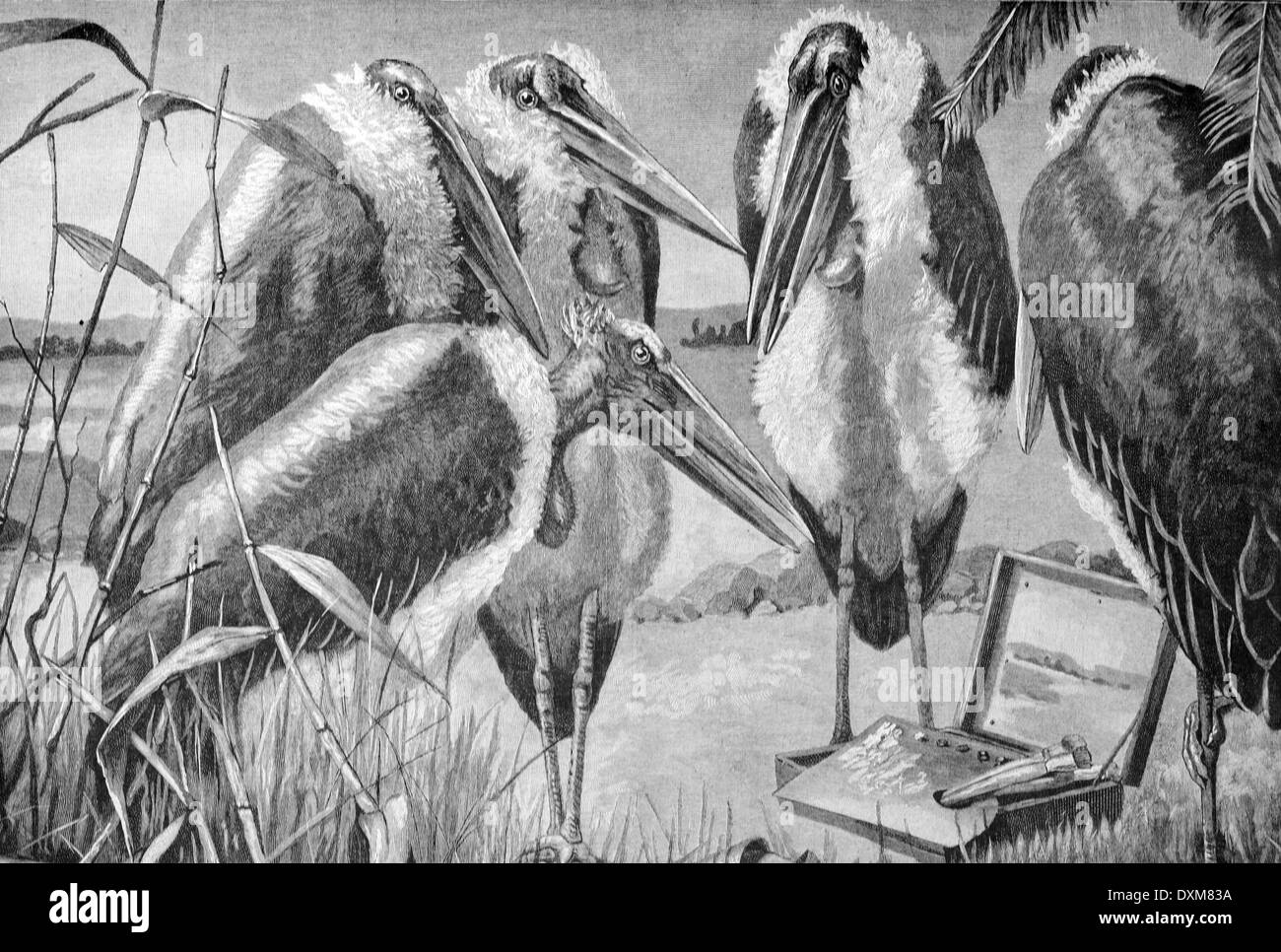 Marabu (Leptoptilos Crumiferus) Störche Afrika 1897 Stockfoto