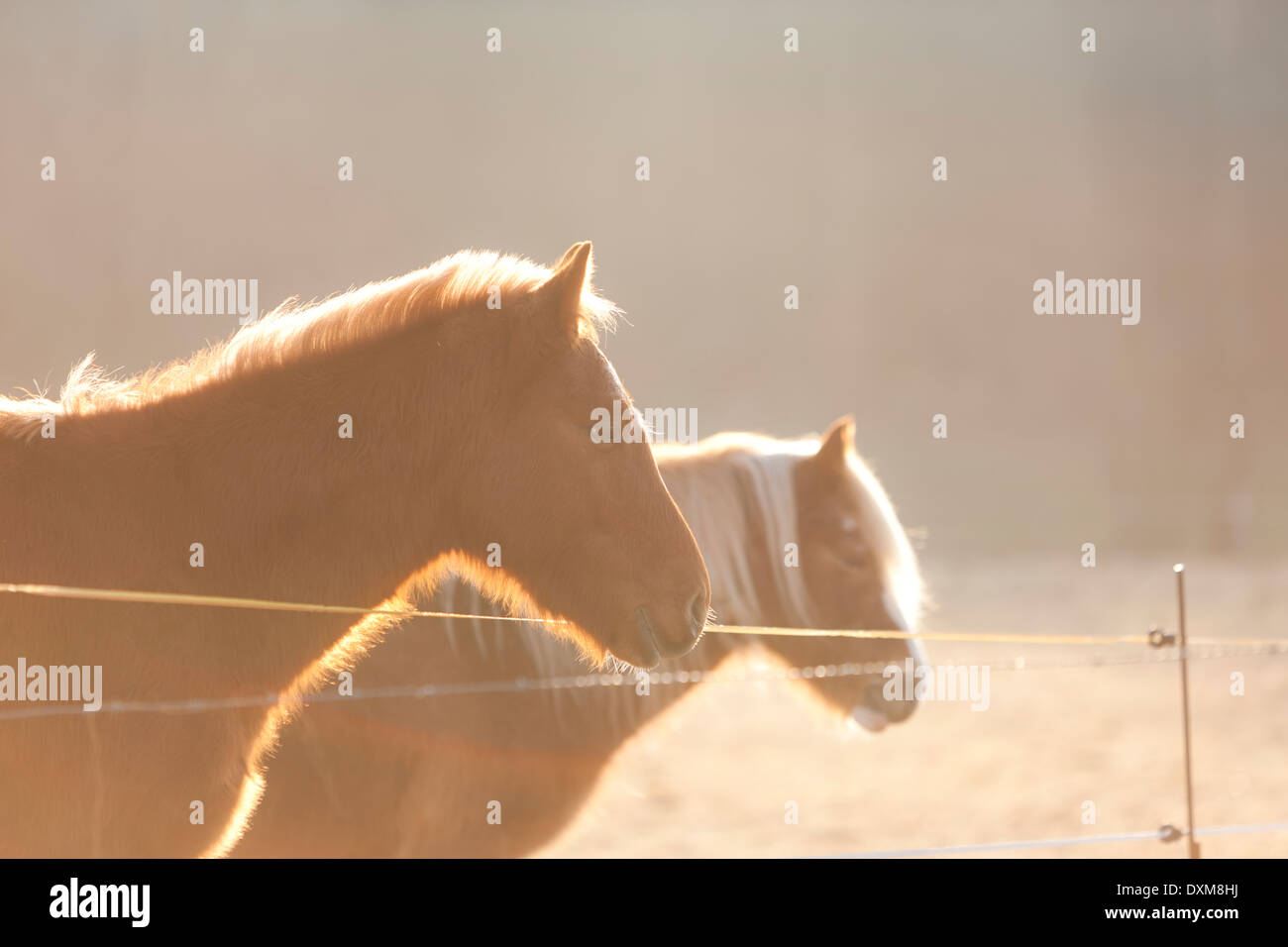 Deutschland, Hessen, Pferde auf der Weide im Morgenlicht Stockfoto