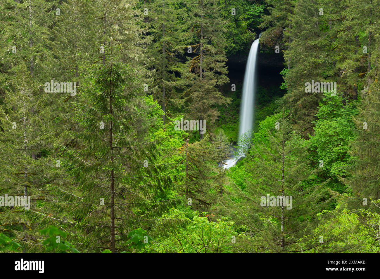 Norden verliebt sich in Silver Falls State Park, Oregon. USA Stockfoto