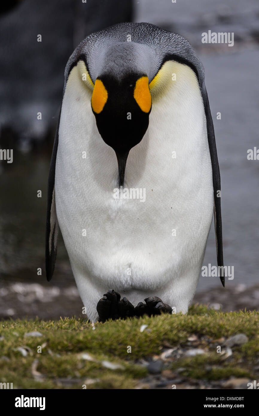 Ein Königspinguin bewundert seine Füße Stockfoto