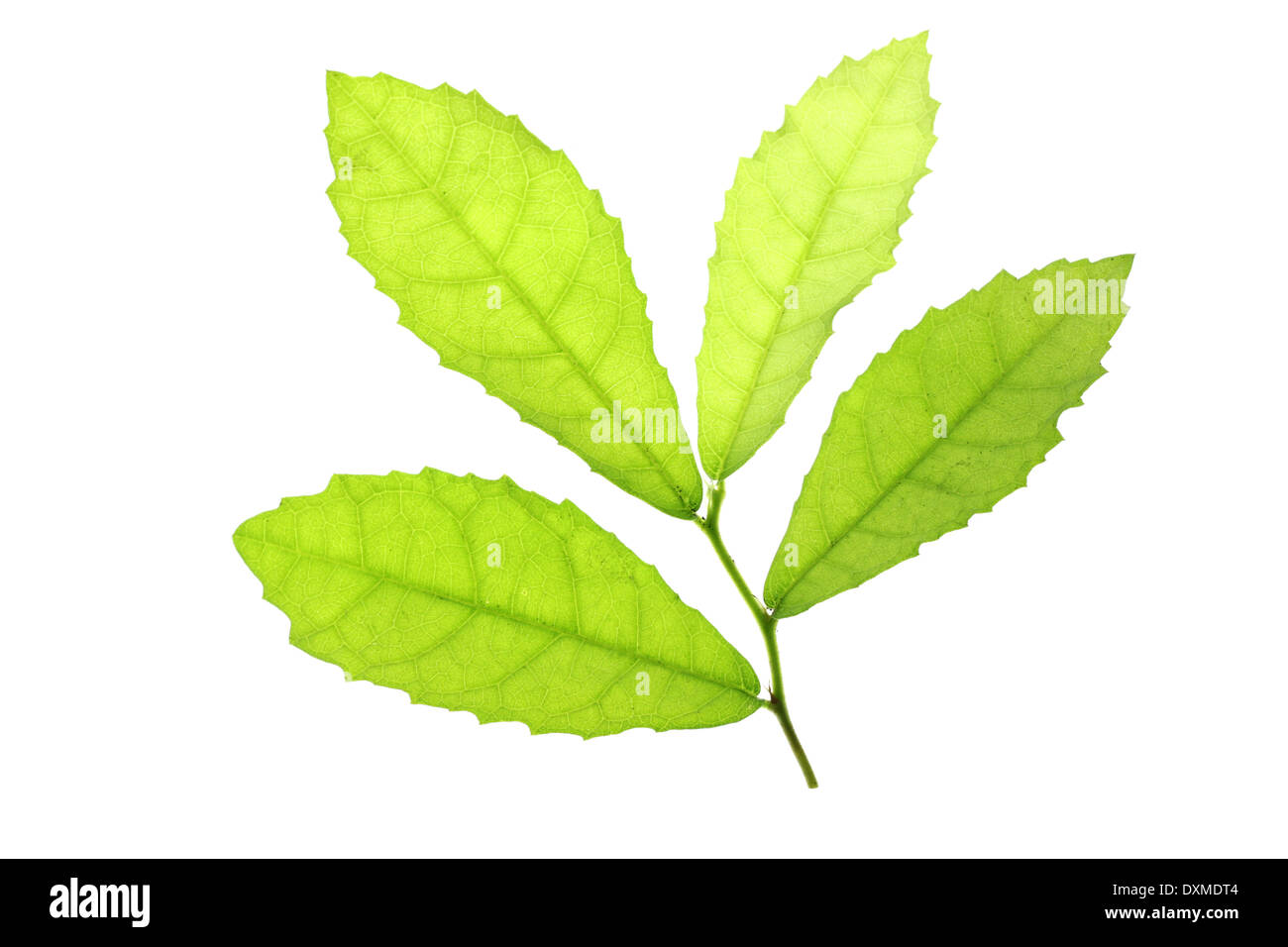 Grüne Blätter auf dem weißen Hintergrund isoliert. Stockfoto