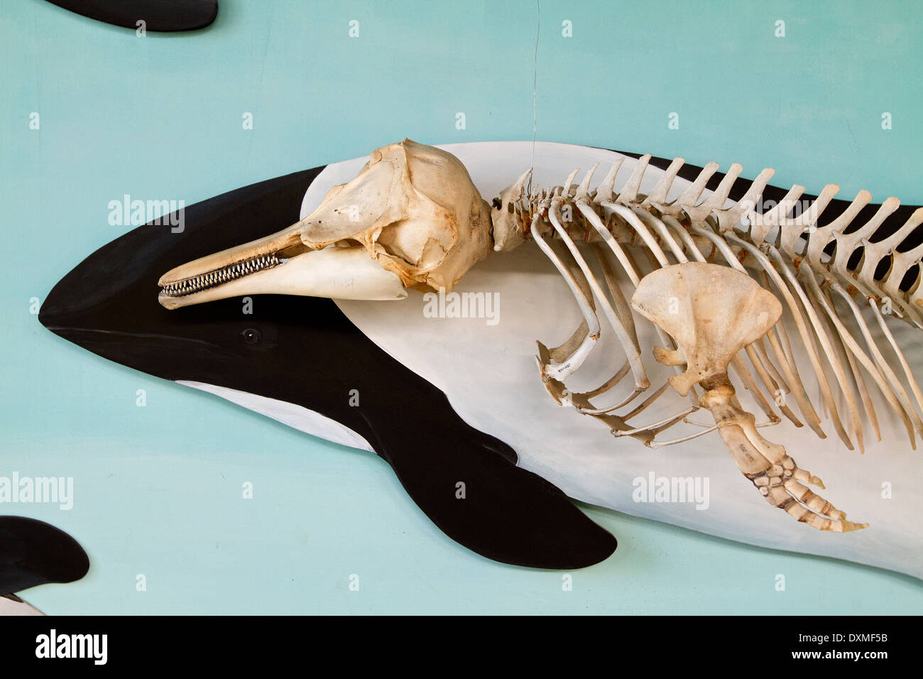 Delfin skelett -Fotos und -Bildmaterial in hoher Auflösung – Alamy