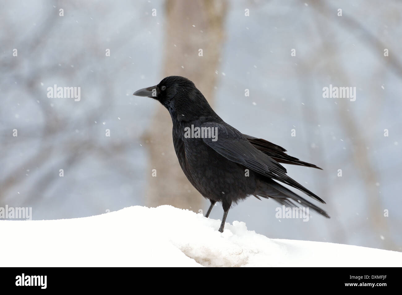 Carrion Crow - eurasischen Krähe (Corvus Corone) auf der Suche nach Nahrung in den Schnee im winter Stockfoto