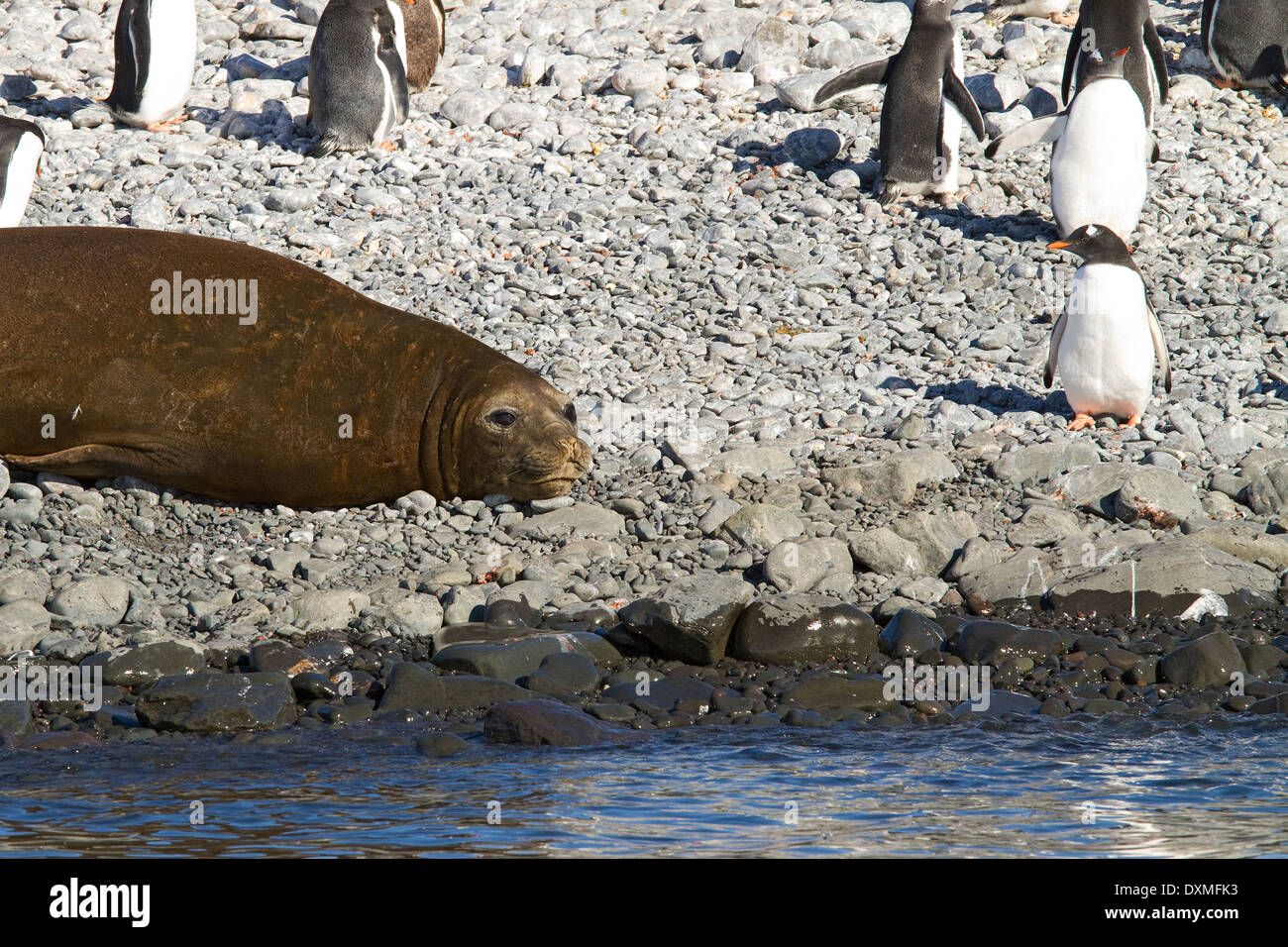 Antarktis Southern Elephant seal, Mirounga Leonina bei Gentoo Penguins, Pygoscelis Papua in der Süd-Shetland-Inseln. Stockfoto
