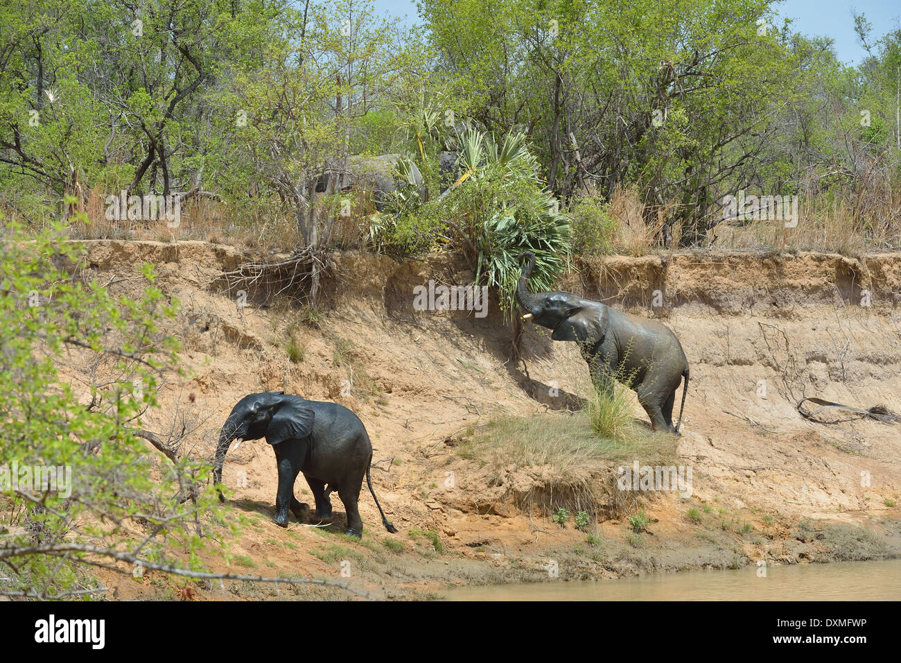 Afrikanischen Busch Elefant - Savanne Elefanten - Bush Elefant (Loxodonta Africana) am Ufer des Flusses Pendjari Klettern Stockfoto