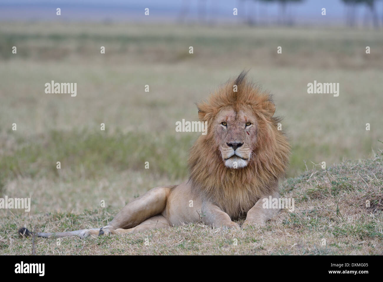 East African Lion - Massai-Löwe (Panthera Leo Nubica) männlich in der Savanne Ostafrikas Masai Mara - Kenia - Verlegung Stockfoto