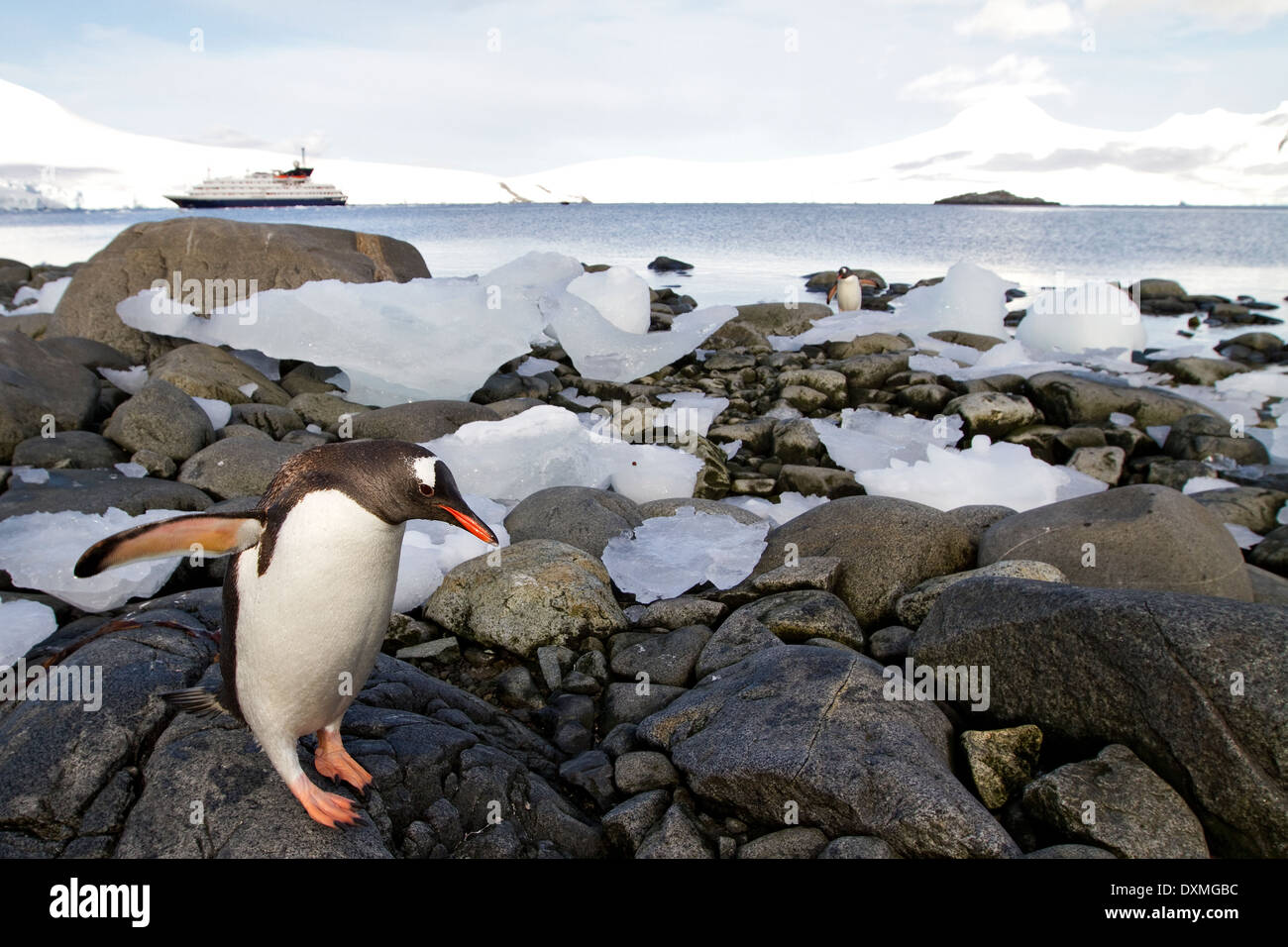 Gentoo Penguin, Pygoscelis Papua kommt an Land in der Antarktis Eislandschaft mit Kreuzfahrtschiff im antarktischen Hintergrund. Stockfoto