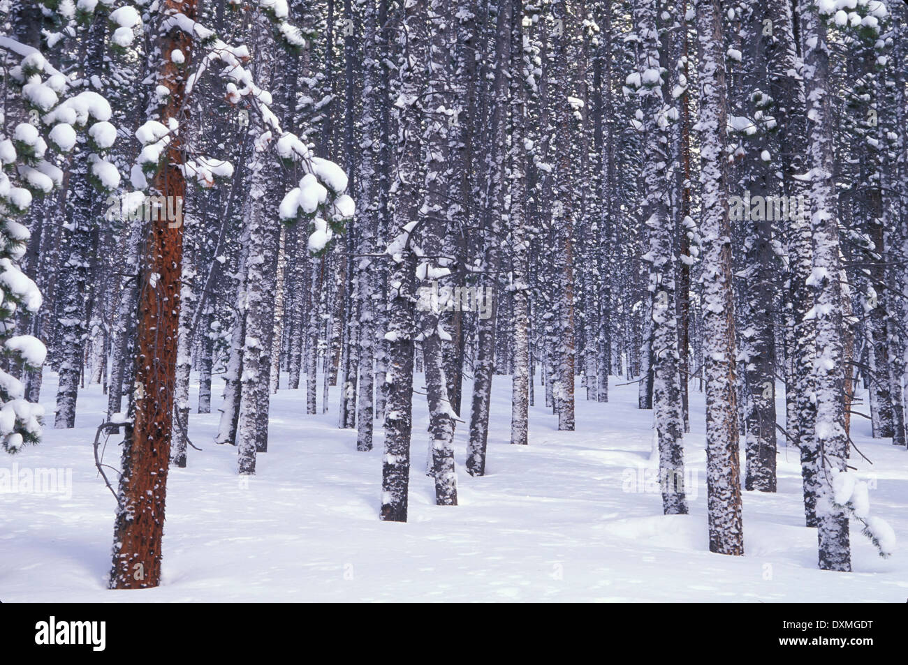 Baumstämme, die verschneiten Trail nach Eccles Pass, Colorado USA Stockfoto