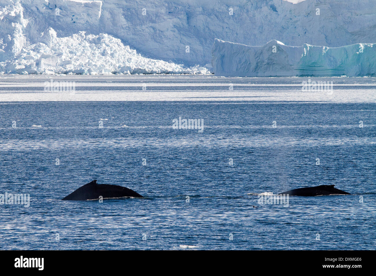 Antarktis Wale, Buckelwale, Antarktis, Megaptera novaeangliae. Wal Rückenflosse. Stockfoto