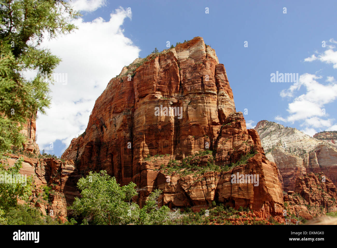 Rote Felsen im Zion National Park Stockfoto