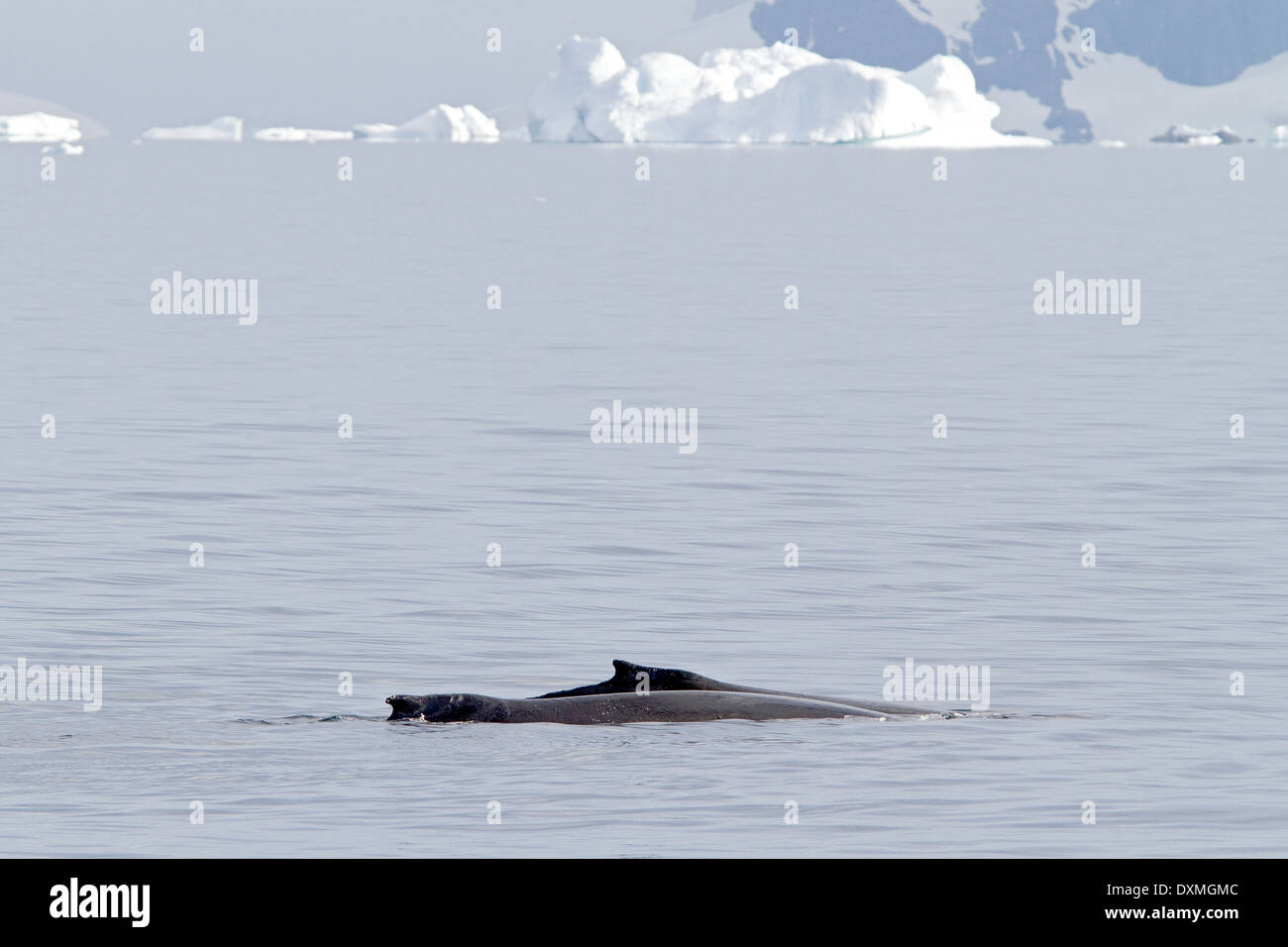 Antarktis Wale, Buckelwale, Antarktis, Megaptera novaeangliae. Wal Rückenflosse. Stockfoto