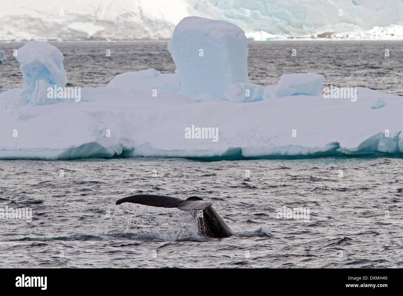 Antarktis Wale, Buckelwale, Antarktis, Megaptera novaeangliae. Whale Fluke mit Eisbergs. Stockfoto