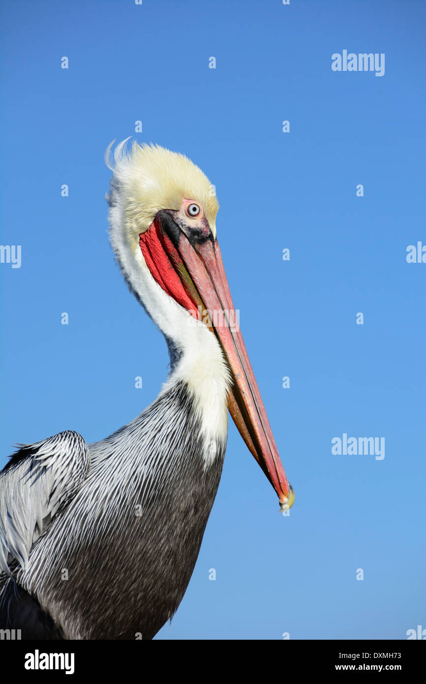 Brauner Pelikan (Pelecanus Occidentalis) im Winterkleid; Oceanside, Kalifornien. Stockfoto