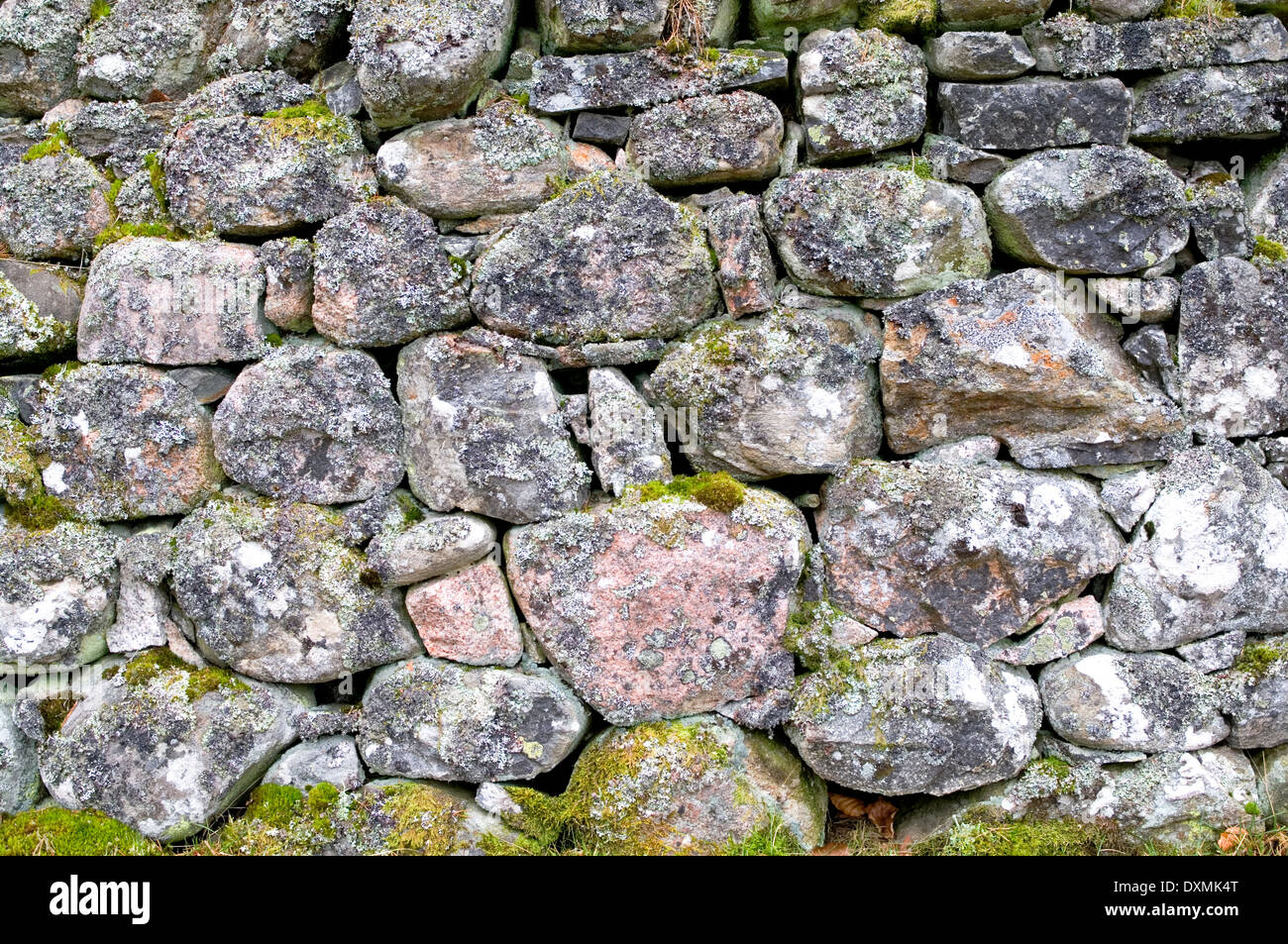 Detail der alten Moos und Flechten bedeckt Trockenmauer auf dem Rothiemurchus Estate, in der Nähe von Aviemore, schottischen Highlands, UK Stockfoto